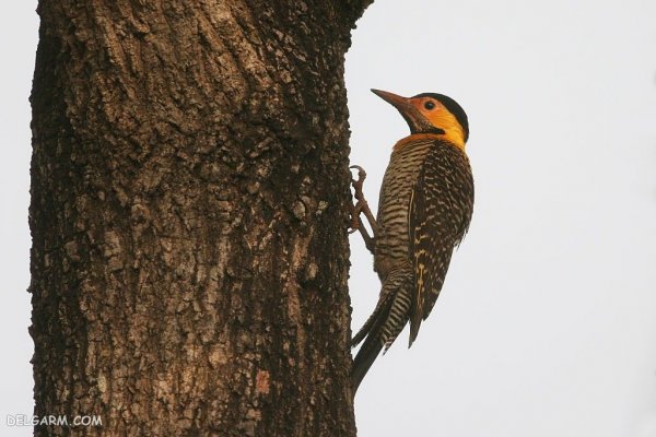  عکس دارکوب واقعی