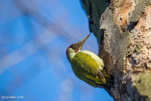  عکس دارکوب واقعی