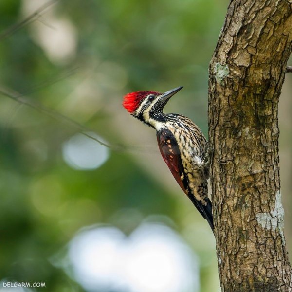  عکس دارکوب واقعی