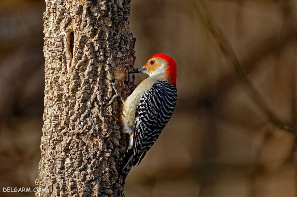  عکس دارکوب واقعی