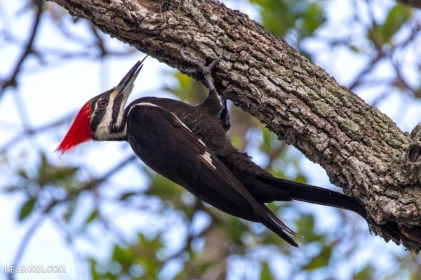  عکس دارکوب واقعی