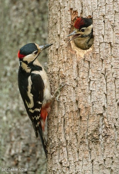  عکس دارکوب واقعی