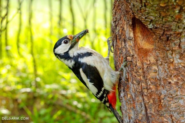  عکس دارکوب واقعی