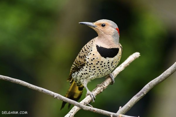  عکس دارکوب واقعی