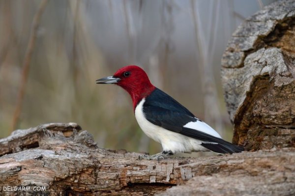  عکس دارکوب واقعی