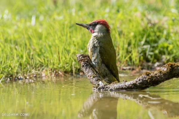  عکس دارکوب واقعی