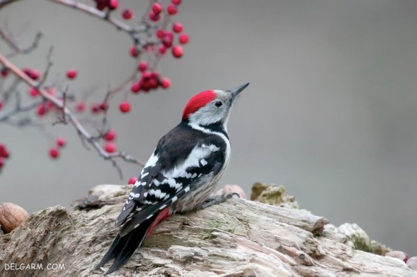  عکس دارکوب واقعی