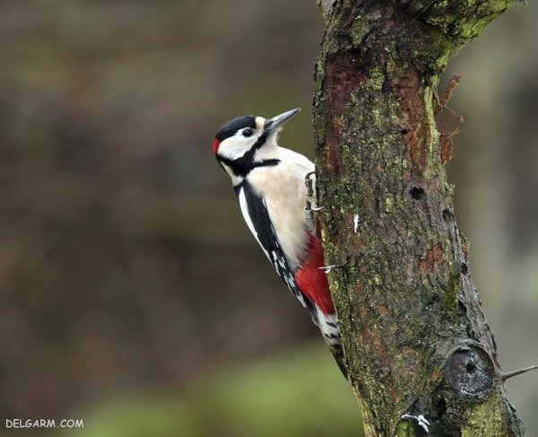  عکس دارکوب واقعی