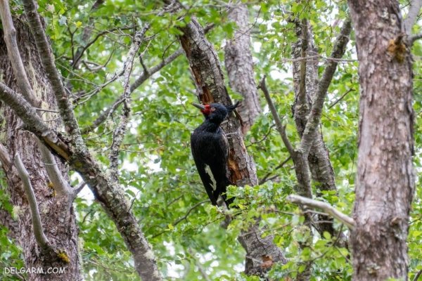  عکس دارکوب واقعی