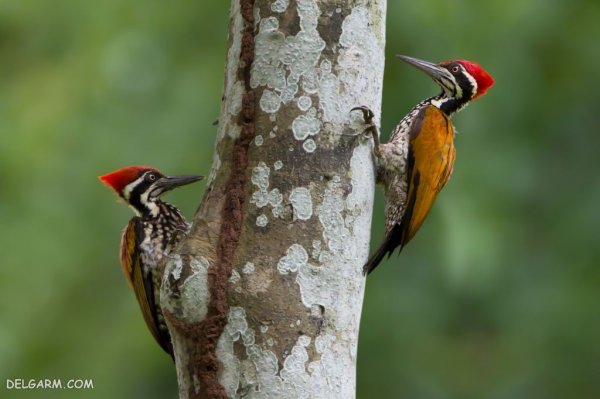  عکس دارکوب واقعی