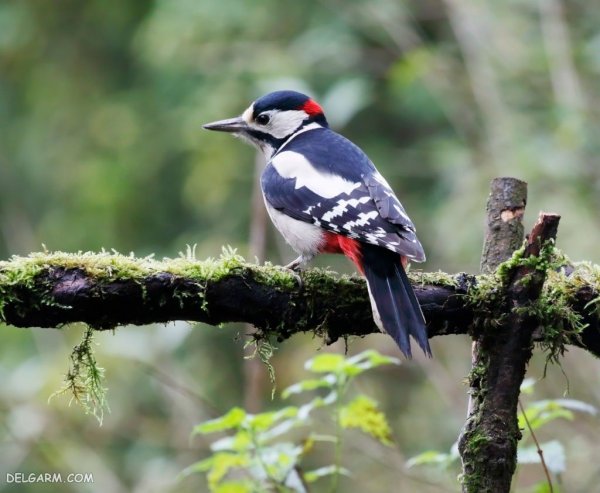  عکس دارکوب واقعی