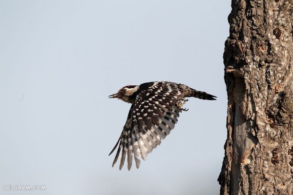  عکس دارکوب واقعی