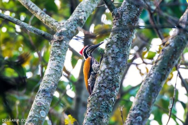  عکس دارکوب واقعی