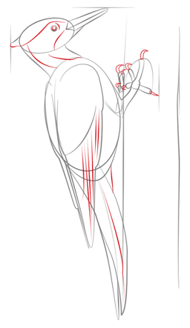  نقاشی دارکوب آسان