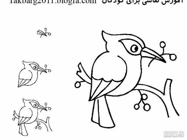  نقاشی دارکوب آسان