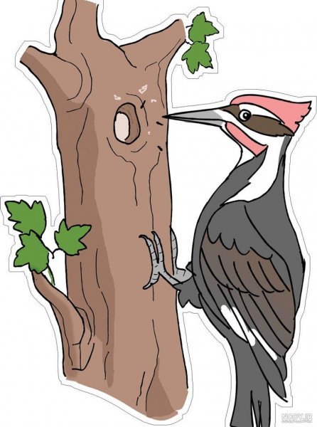  نقاشی دارکوب آسان