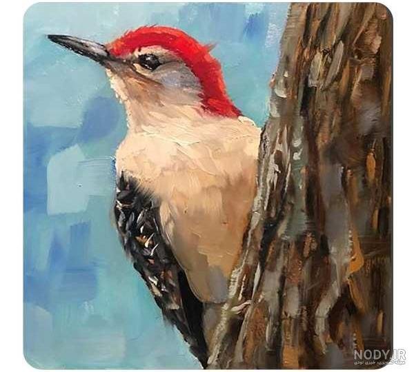  نقاشی دارکوب آسان