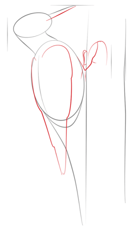  نقاشی دارکوب آسان