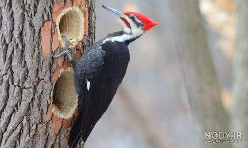  نقاشی دارکوب آسان