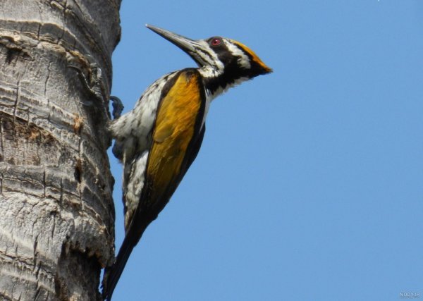  نقاشی دارکوب آسان