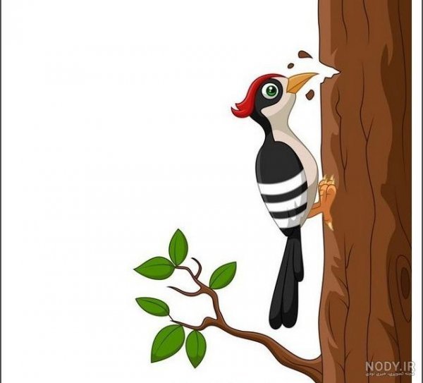  نقاشی دارکوب آسان