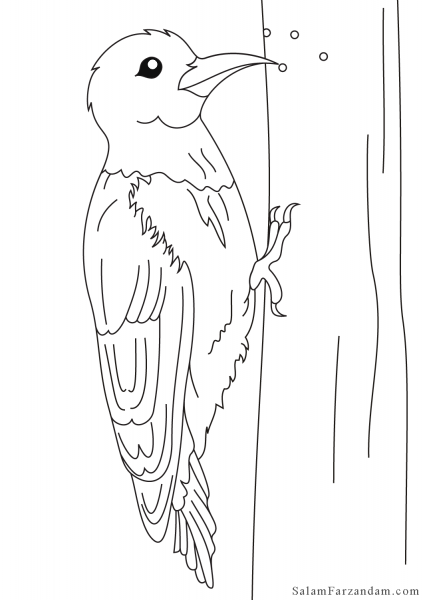  عکس دارکوب نقاشی