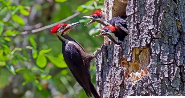  عکس دارکوب نقاشی