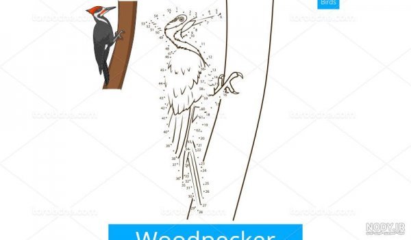  عکس دارکوب نقاشی