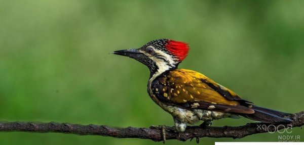  عکس دارکوب نقاشی