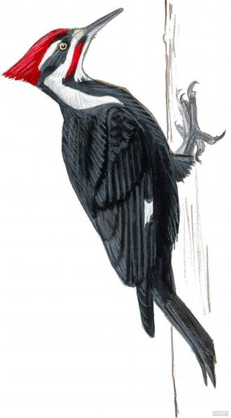  عکس نقاشی دارکوب کودکانه