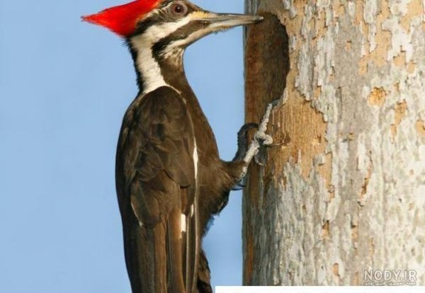  عکس نقاشی دارکوب کودکانه