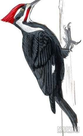  عکس نقاشی دارکوب کودکانه