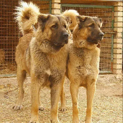  دانلود عکس سگ