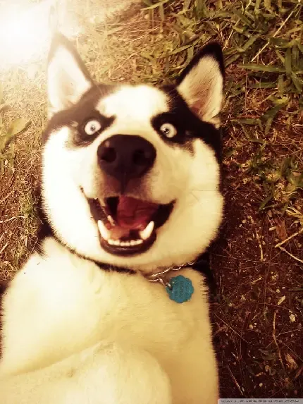  دانلود عکس سگ