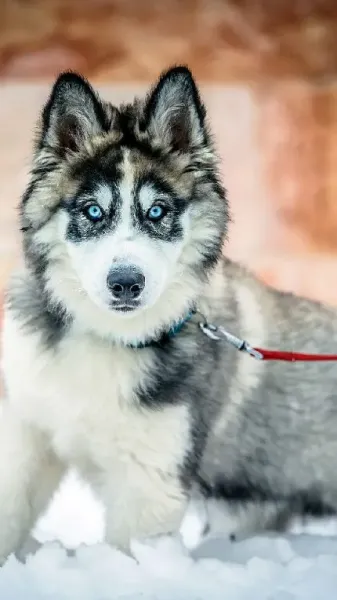  دانلود عکس سگ