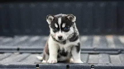  دانلود عکس سگ