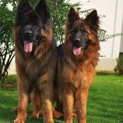  دانلود عکس سگ