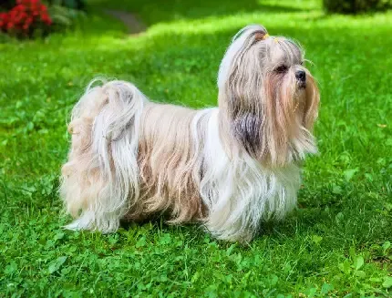  دانلود عکس سگ