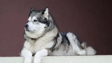  عکس سگ برای پروفایل