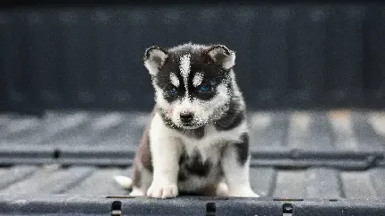  عکس سگ برای پروفایل