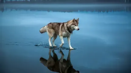  عکس سگ برای پروفایل