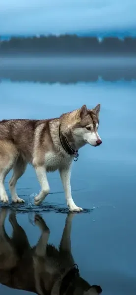  عکس سگ برای پروفایل