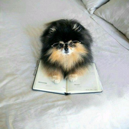  عکس سگ کیوت برای پروفایل