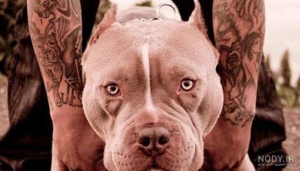  عکس از سگ پیت بول
