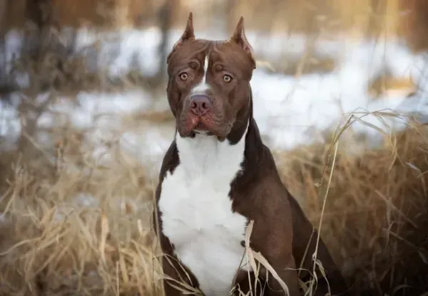  عکس از سگ پیت بول