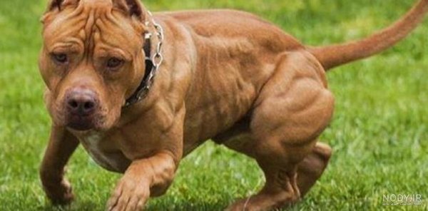  عکس از سگ پیت بول