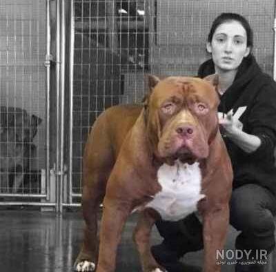  عکس از سگ پیت بول