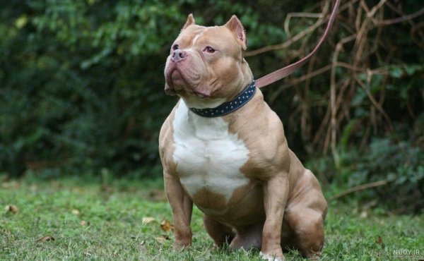  عکس از سگ پیت بول