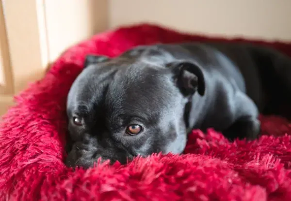  عکس از سگ پیت بول