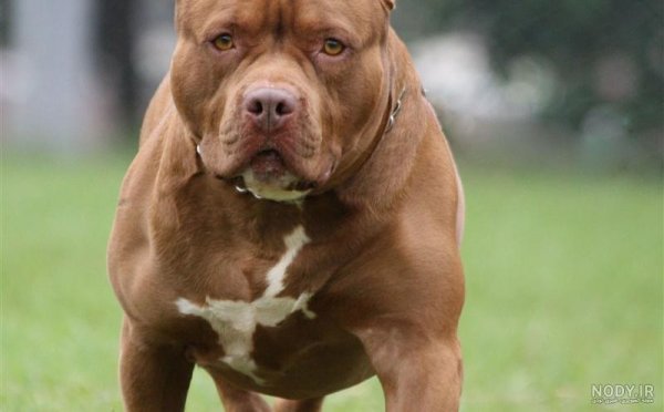  عکس از سگ پیت بول